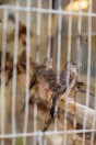 Animal market, Baghdad