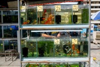 Animal market, Baghdad