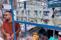 Animal market, Baghdad