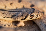 Platyceps karelini