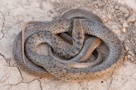 Dolichophis jugularis