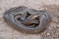 Dolichophis jugularis