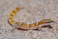 Microgecko fasciatus, Said Mustafa