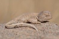 Trapelus sp., Said Mustafa