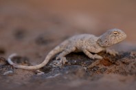 Trapelus sp., Barlut