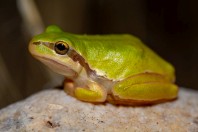 Hyla savignyi, Barlut