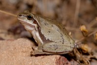 Hyla savignyi, Barlut