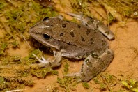 Pelophylax bedriagae, Barlut