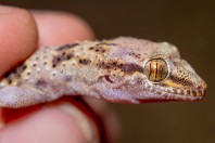 Hemidactylus romeshkanicus, Barlut