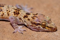 Hemidactylus romeshkanicus, Barlut