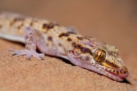 Hemidactylus romeshkanicus, Barlut