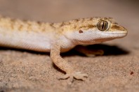 Mediodactylus sp., Barlut