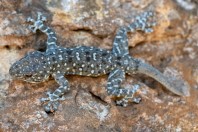 Ptyodactylus puiseuxi, Marj El Simah