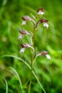 Himantoglossum comperianum, Horsh Ehden