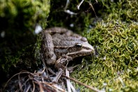 Pelophylax bedriagae, Qsair