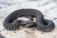 Montivipera bornmuelleri, Fnaidek