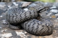 Montivipera bornmuelleri, Fnaidek