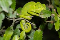 Chamaeleo chamaeleon, Qoubaiyat