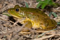 Pelophylax bedriagae, Qoubaiyat