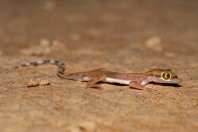 Trigonodactylus arabicus, Saad