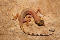 Trigonodactylus arabicus, Saad