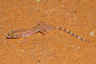 Trigonodactylus arabicus, Saad