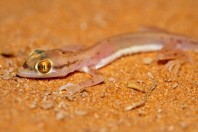 Trigonodactylus arabicus, Saad