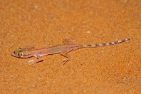 Trigonodactylus arabicus, Saad