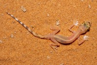 Trigonodactylus arabicus, Saad