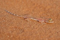 Trigonodactylus arabicus, Saad