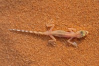 Trigonodactylus arabicus, Saad