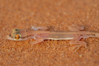 Trigonodactylus arabicus, Saad