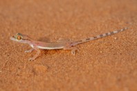 Trigonodactylus arabicus, Saad