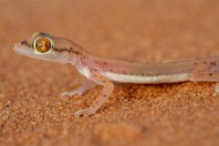 Trigonodactylus arabicus, Saad