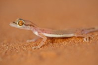 Trigonodactylus arabicus, Saad