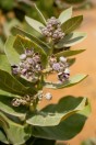 Calotropis procera