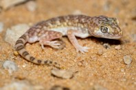 Stenodactylus slevini, Ruwayghib