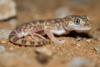 Stenodactylus slevini, Ruwayghib