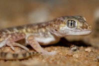 Stenodactylus slevini, Ruwayghib