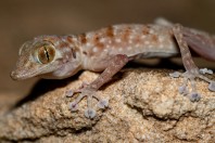 Ptyodactylus hasselquistii, Ruwayghib