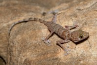 Ptyodactylus hasselquistii, Ruwayghib