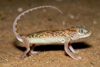 Stenodactylus doriae, Ruwayghib