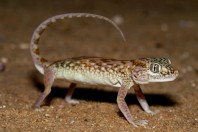 Stenodactylus slevini, Ruwayghib