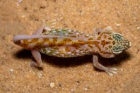 Stenodactylus doriae, Ruwayghib