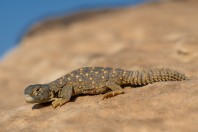 Uromastyx aegyptia, Ruwayghib