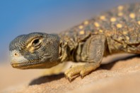 Uromastyx aegyptia, Ruwayghib