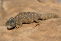 Uromastyx aegyptia, Ruwayghib