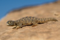 Uromastyx aegyptia, Ruwayghib