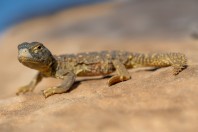 Uromastyx aegyptia, Ruwayghib