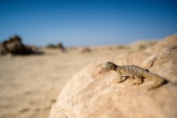 Uromastyx aegyptia, Ruwayghib